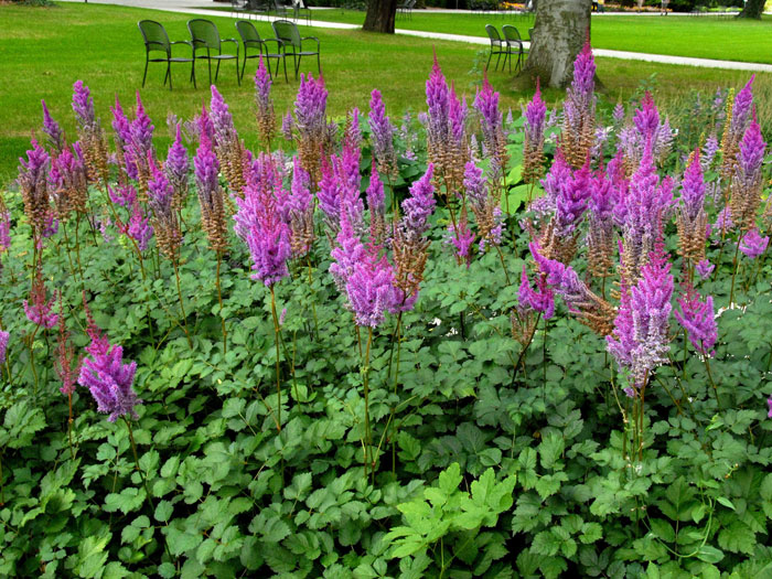 purpurlanze-astilbe Gruppe aus mehreren Prachtspieren der Sorte 'Purpurlanze'