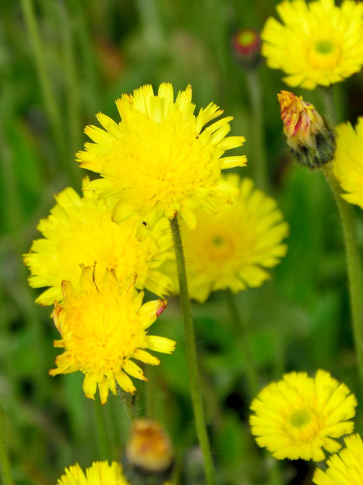 hieracium-pilosella Habichtskraut Blüte