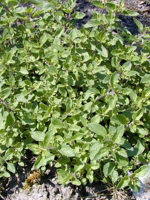 scharfer-majoran Scharfer Oregano, Origanum vulgare 'Hot and Spicy'