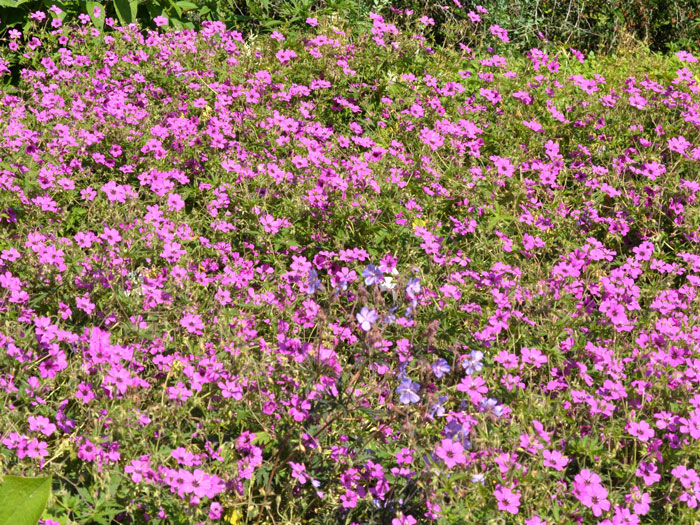 storchschnabel-patricia