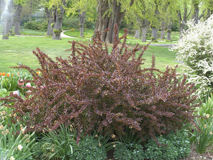 atropurpurea-berberis55599f2d3da64 Blutberberitzen Strauch