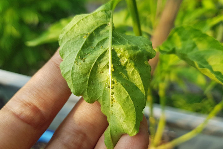 Ansammlung von Blattlaeusen auf einer Blattunterseite