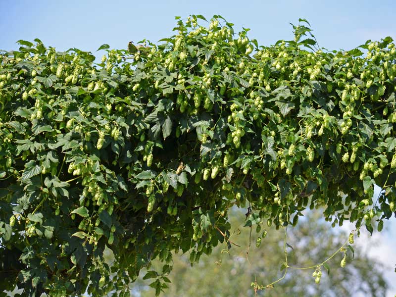 Kletterpflanze Hopfen