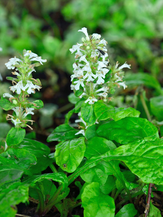 ajuga-reptans-alba weißblühender, kriechender Günsel