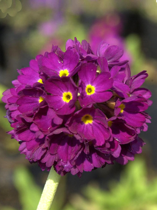 primula-denticulata-rubin Primula denticulata 'Rubin', Rote Kugel-Primel