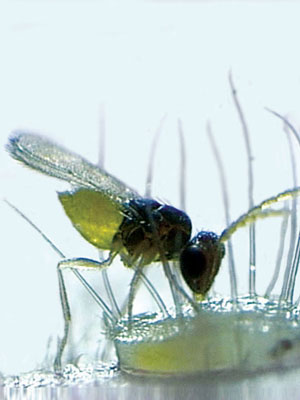 schlupfwespe_80549_0