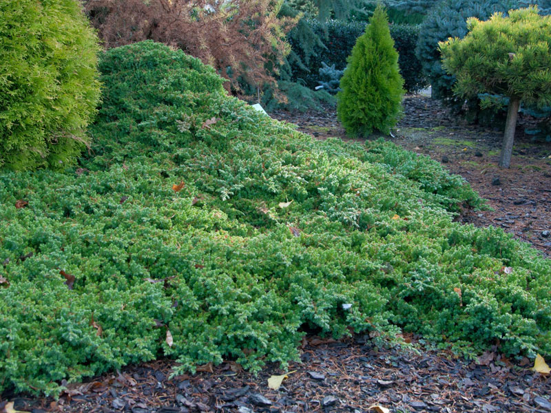 Juniperus procumbens 'Nana', Niedriger Zwerg-Wacholder Juniperus procumbens 'Nana', Niedriger Zwerg-Wacholder