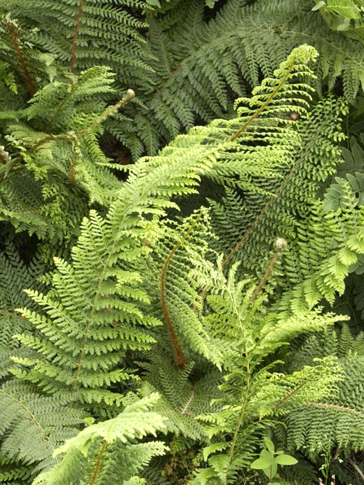 polystichum-setiferum-blatt Polystichum setiferum, Weicher Schildfarn, Filigranfarn