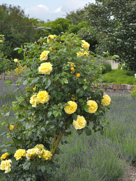 rose-lichtkoenigin55599cb268e3a Strauch der Rose Lichtkönigin Lucia