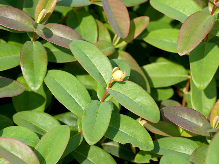 hypericum-calycinum Das Laub des Johanniskraut