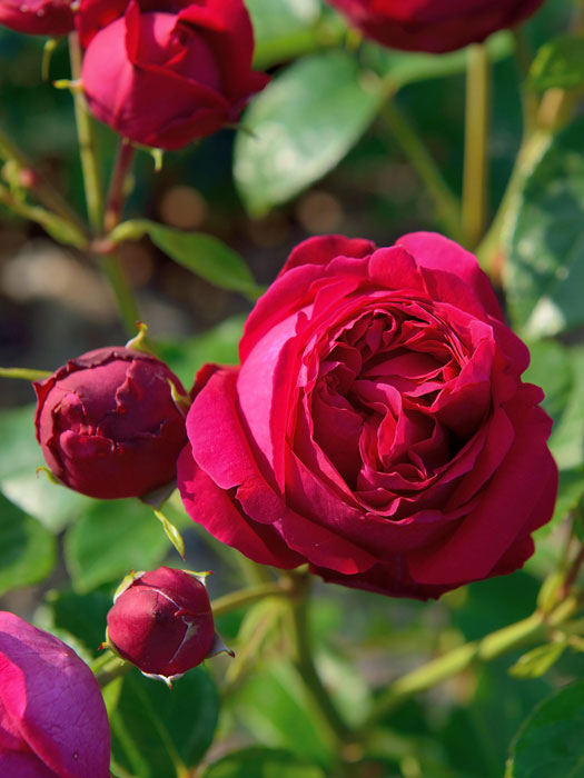 rose-red-eden Rose Red Eden Rose