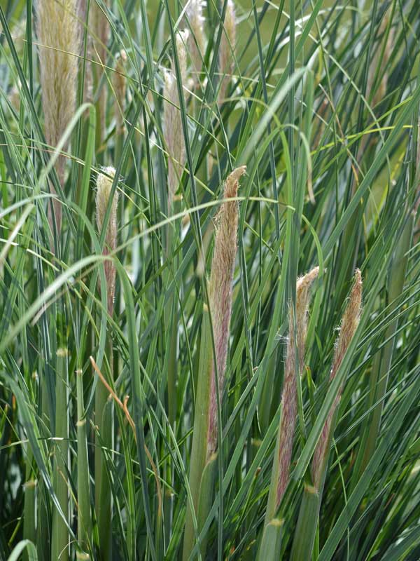 Austrieb hohes Pampasgras Austrieb hohes Pampasgras