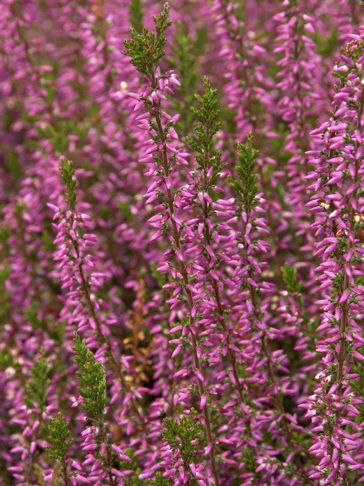 besenheide-marlies Die Blüte der Besenheide 'Marlies'
