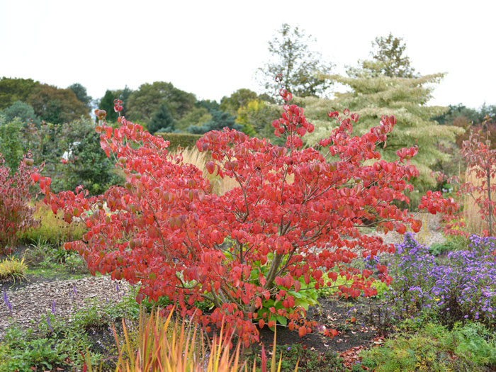 hartriegel-satomi-herbst malerische Herbstfärbung