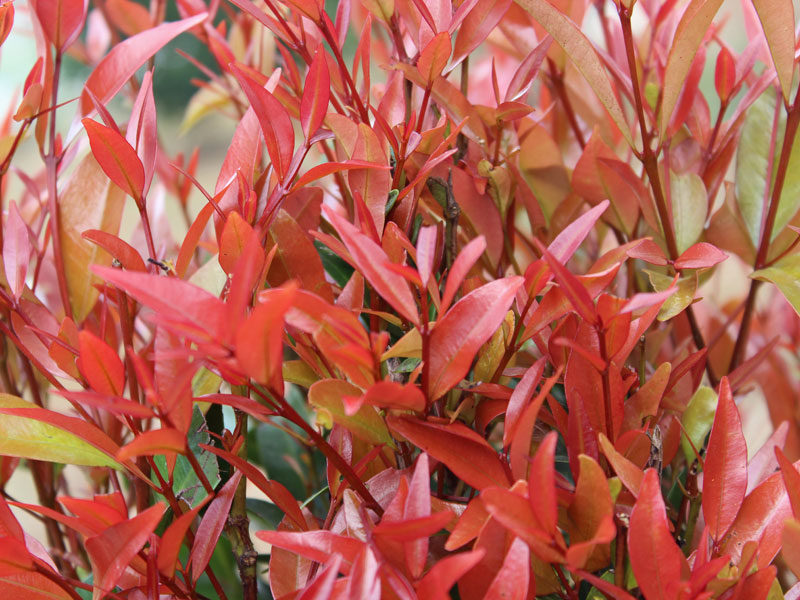 Blaetter der Photinia Little Fenna