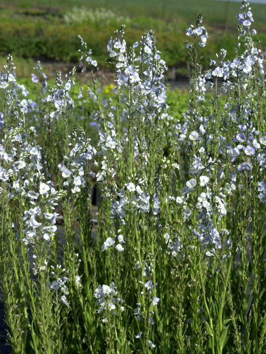 veronica-gentianoides Veronica gentianoides, Enzian-Ehrenpreis