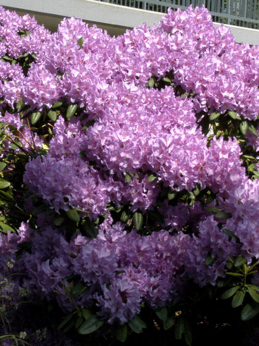 alpenrose-catawbiense Rhododendron 'Catawbiense Grandiflorum'