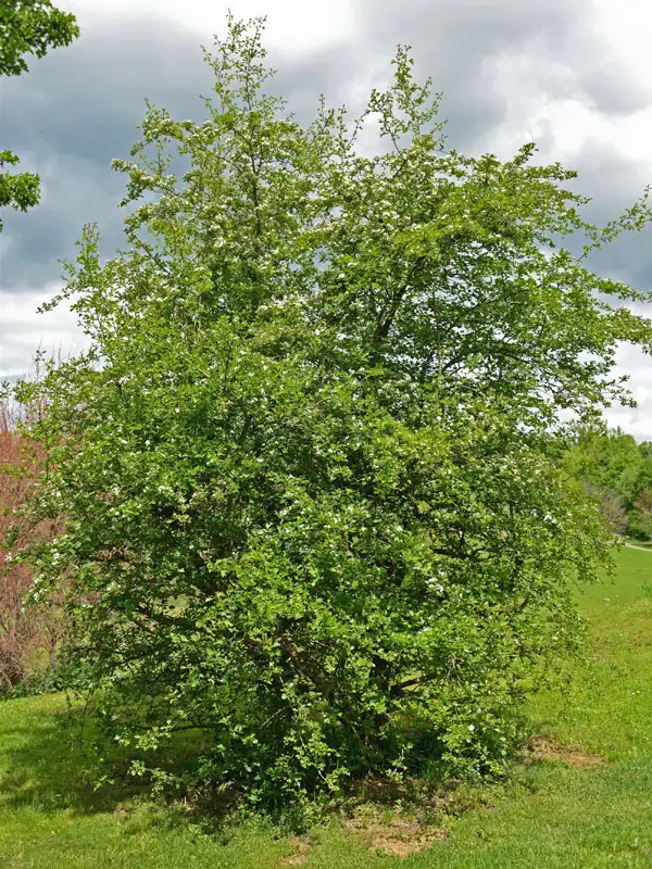 Crataegus monogyna in Solitärstellung Crataegus monogyna in Solitaerstellung