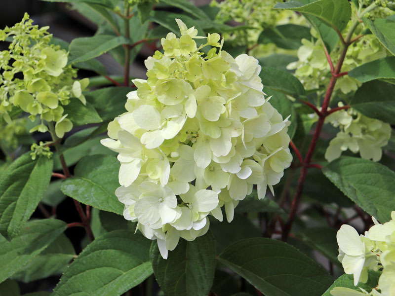 Weisse Bluete der Hydrangea Bloody Marie