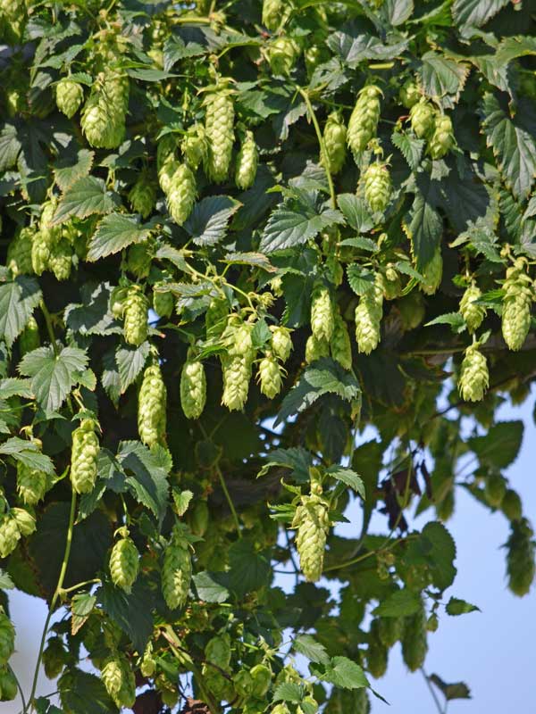 Hopfen Humulus lupulus Kletterpflanze