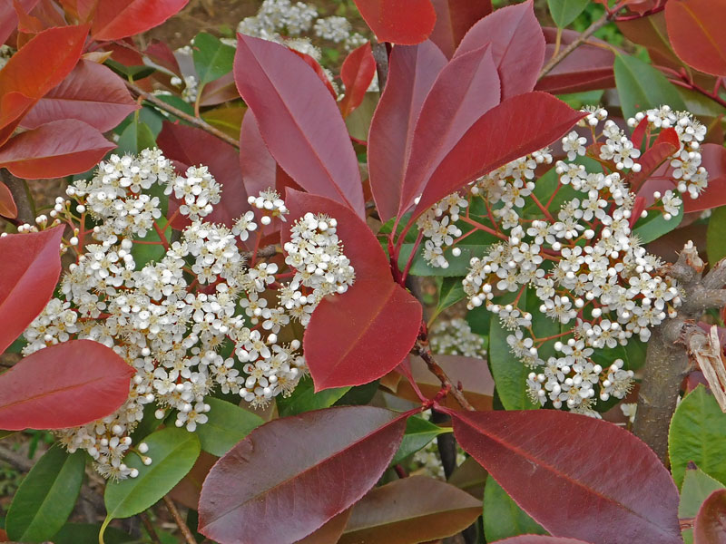 Photinia fraseri 'Devil's Dream', Rotlaubige Glanzmispel Photinia fraseri 'Devil's Dream', Rotlaubige Glanzmispel