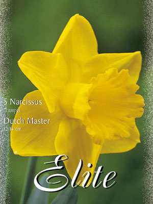 narcissus_dutch_master_trum