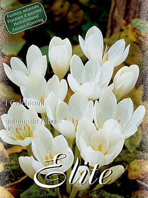 herbstzeitlose_album_76896_0 Herbstzeitlose 'Album', Colchicum (Art.Nr. 596560)