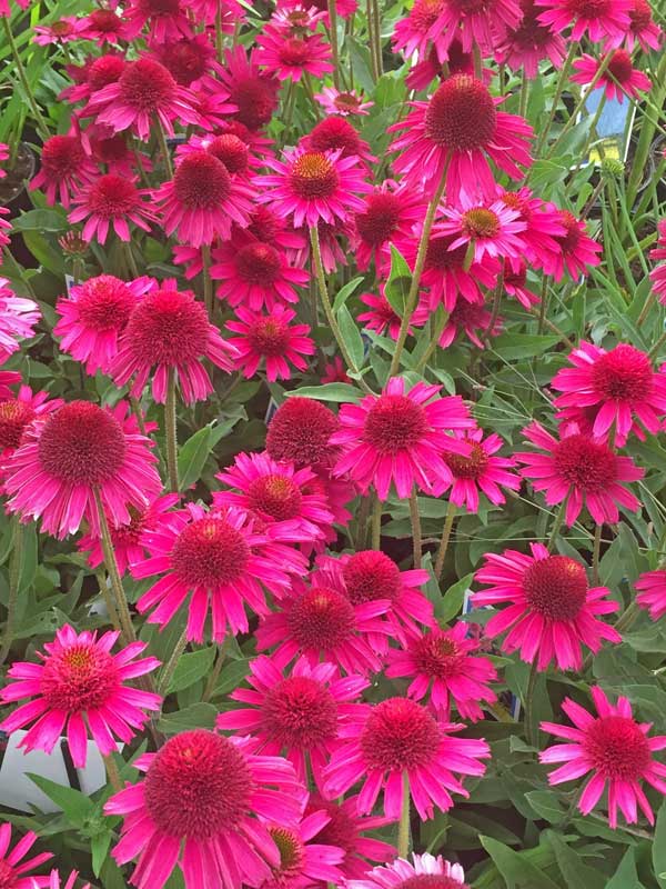 pinke Blüten von Echinacea 'Delicious Candy'