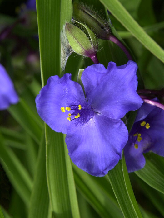tradescantia-blue-stone Tradescantia x andersoniana 'Blue Stone', Blaue Dreimasterblume