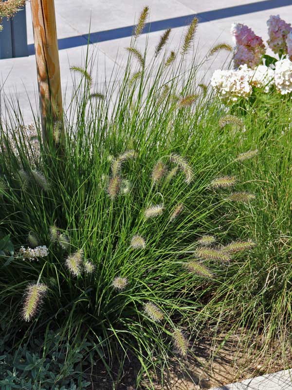Pennisetum alopecuroides Hameln