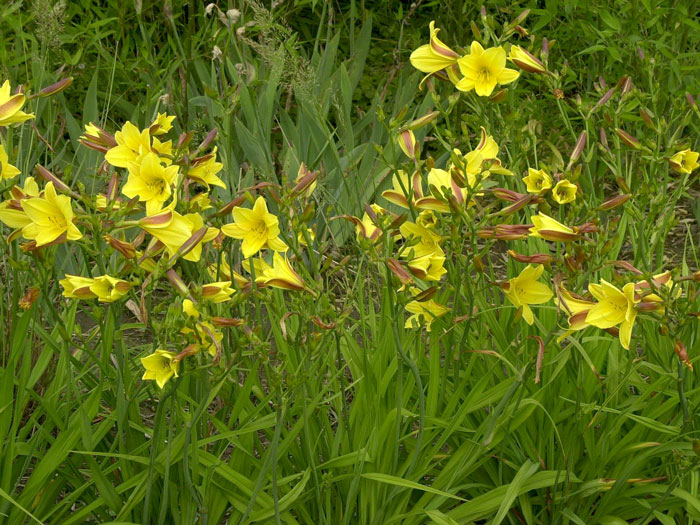 taglilie-lemon-bells