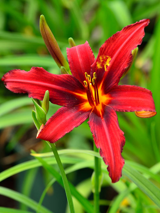 hemerocallis-crimson-pirate Hemerocallis x cultorum 'Crimson Pirate', Garten-Taglilie