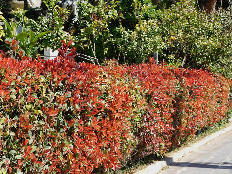 Photinia fraseri 'Red Robin', immergrüne rote Glanzmispel Photinia fraseri 'Red Robin', immergrüne rote Glanzmispel
