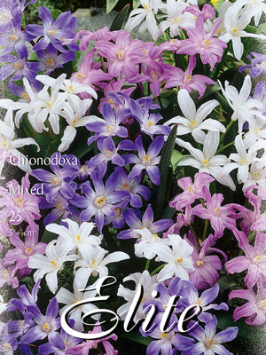 chionodoxa_mischung_76895_0 Schneeglanz-Prachtmischung, Sternhyazinthen Chionodoxa (Art.Nr. 596546)