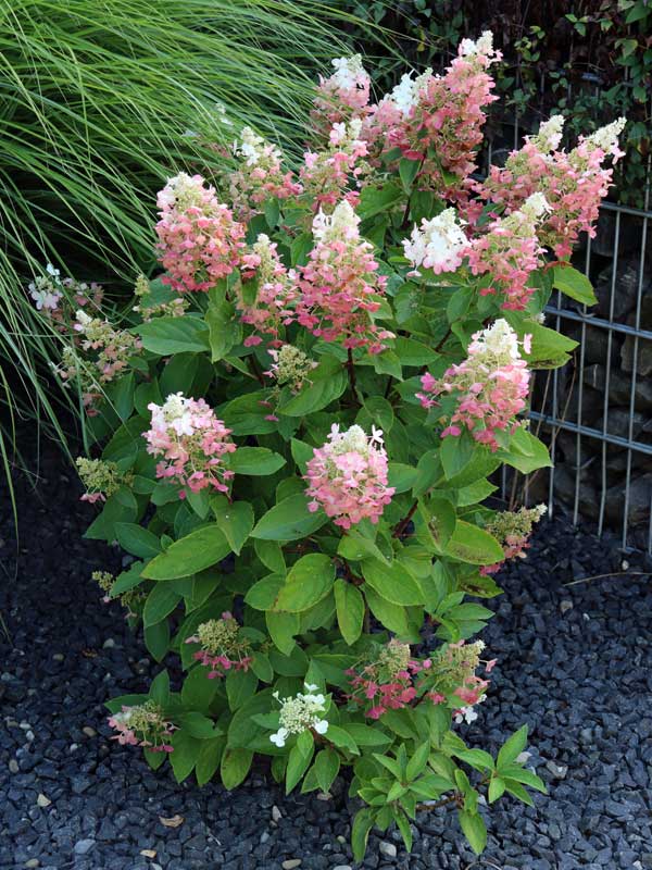 Rispenhortensie Pinky Winky