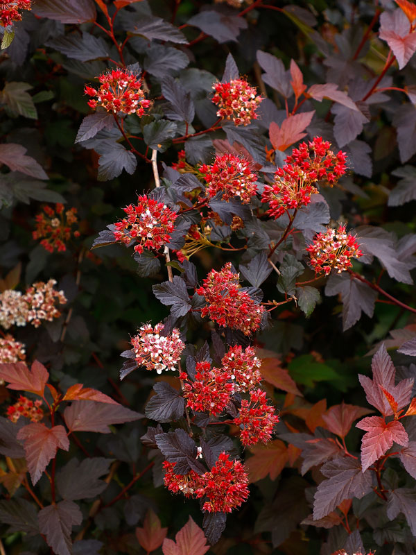 Physocarpus opulifolius 'Diable d'Or', Blasenspiere Physocarpus opulifolius 'Diable d'Or', Blasenspiere