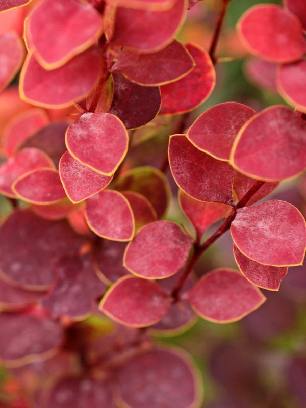 Nahaufnahme der Berberitze Orange Ice Nahaufnahme der Blaetter eine Berberitze Orange Ice