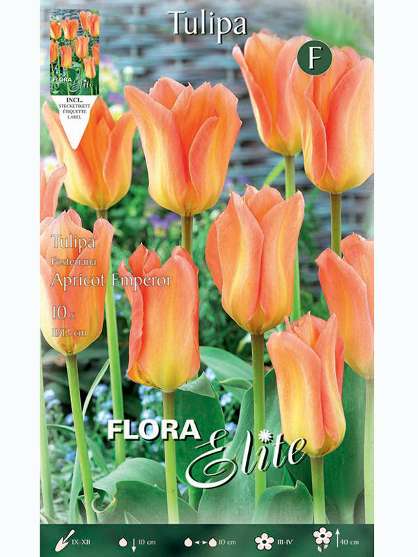 tulpe-apricot-emperor Fosteriana Tulpe 'Apricot Emperor' (Art.Nr. 5957000)