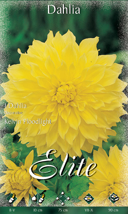 dahlie-kelvin-floodlight Schmuck-Dahlie 'Kelvin Floodlight', Dahlia (Art.Nr. 520156)