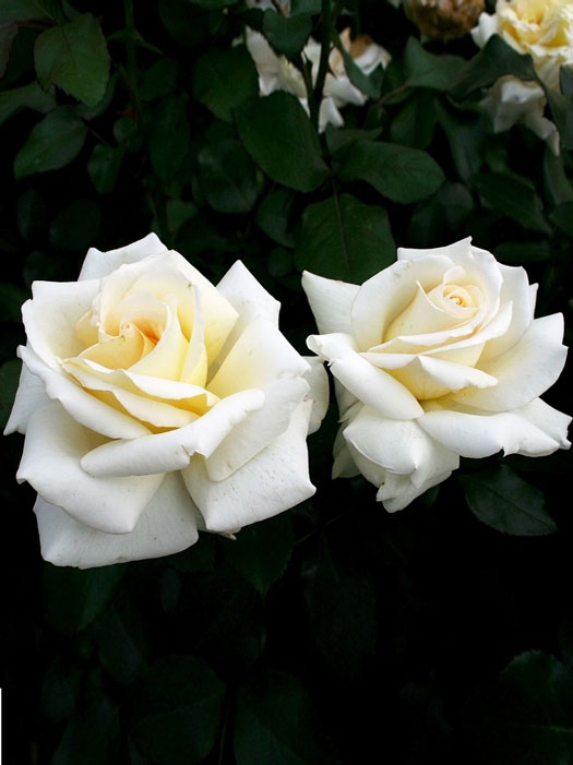 edelrose-ambiente Blüte der Rose Ambiente