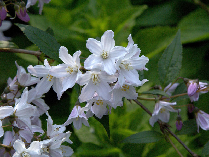niedriger-maiblumenstrauch61a4d02bbae13