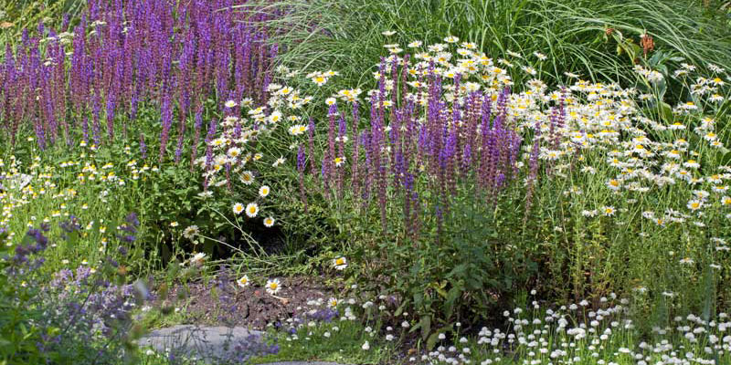 Inspiration: Klimawandelstauden