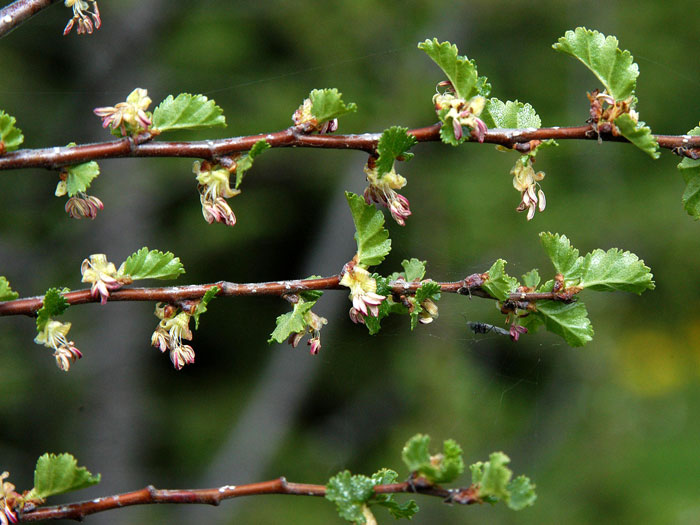 scheinbuche-blatt Nothofagus antarctica, Scheinbuche