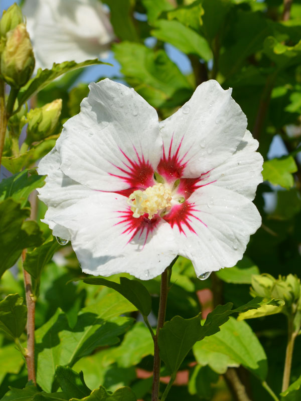 Nahaufnahme einer Hibiscus-Bluete der Sorte Red Heart