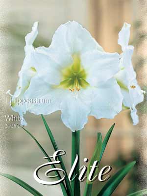 hippeastrumweiss_76888_0 Amaryllis weiß, Hippeastrum (Art.Nr. 596380)