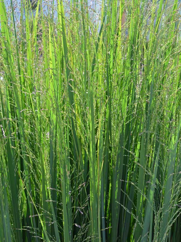 Panicum Northwind Halme Rutenhirse Northwind Halme