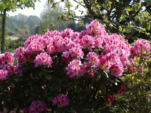 cosmopolitan-rhododendron Rhododendron 'Cosmopolitan'