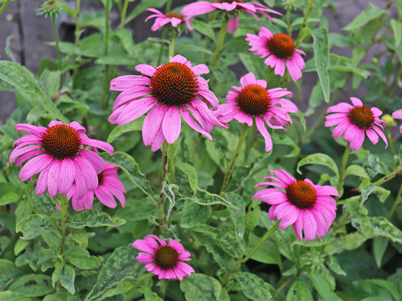 Mehrere Blüten des Purpursonnenhuts Mehrere Blueten des Purpursonnenhuts