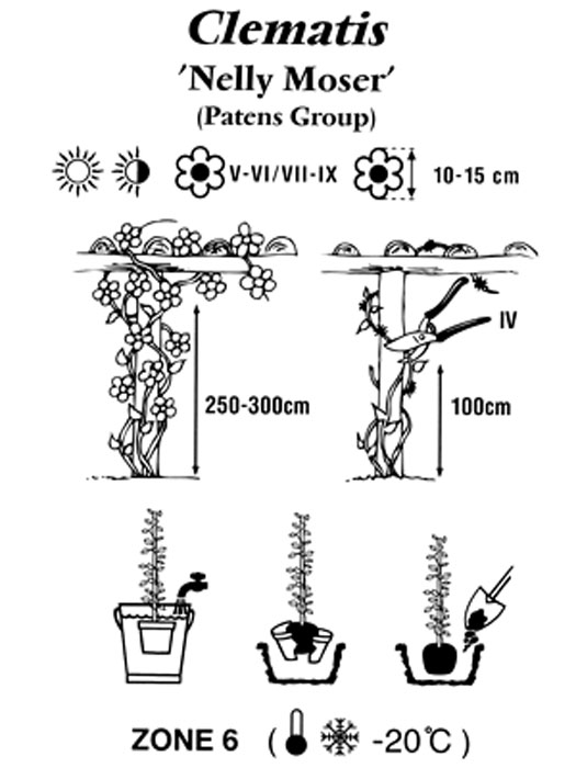 clematis-nelly-moser Pflanz- und Pflegeanleitung für die Clematis 'Nelly Moser'
