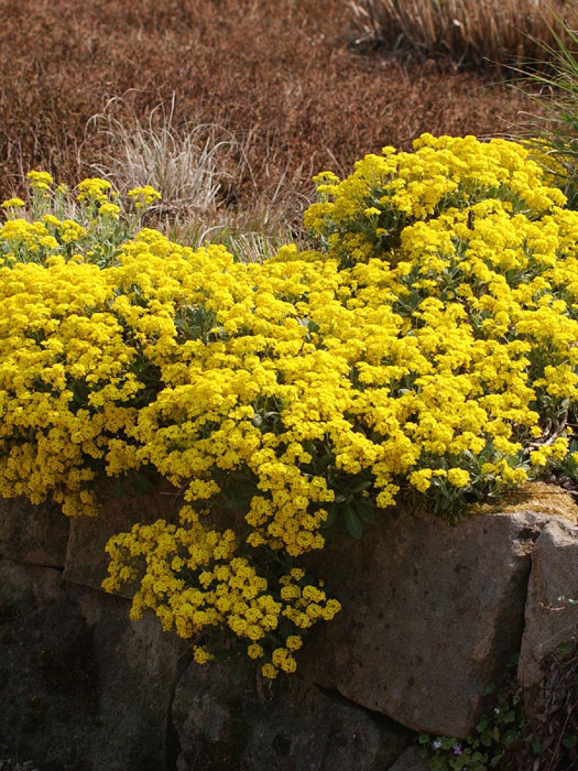 Aurinia saxatile 'Sulphureum', Steinkraut, Steinkresse, Felsensteinkraut Aurinia saxatile 'Sulphureum', Steinkraut, Steinkresse, Felsensteinkraut